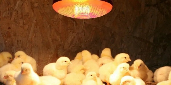 расположение лампы в брудере.jpg расположение лампы в брудере.jpg